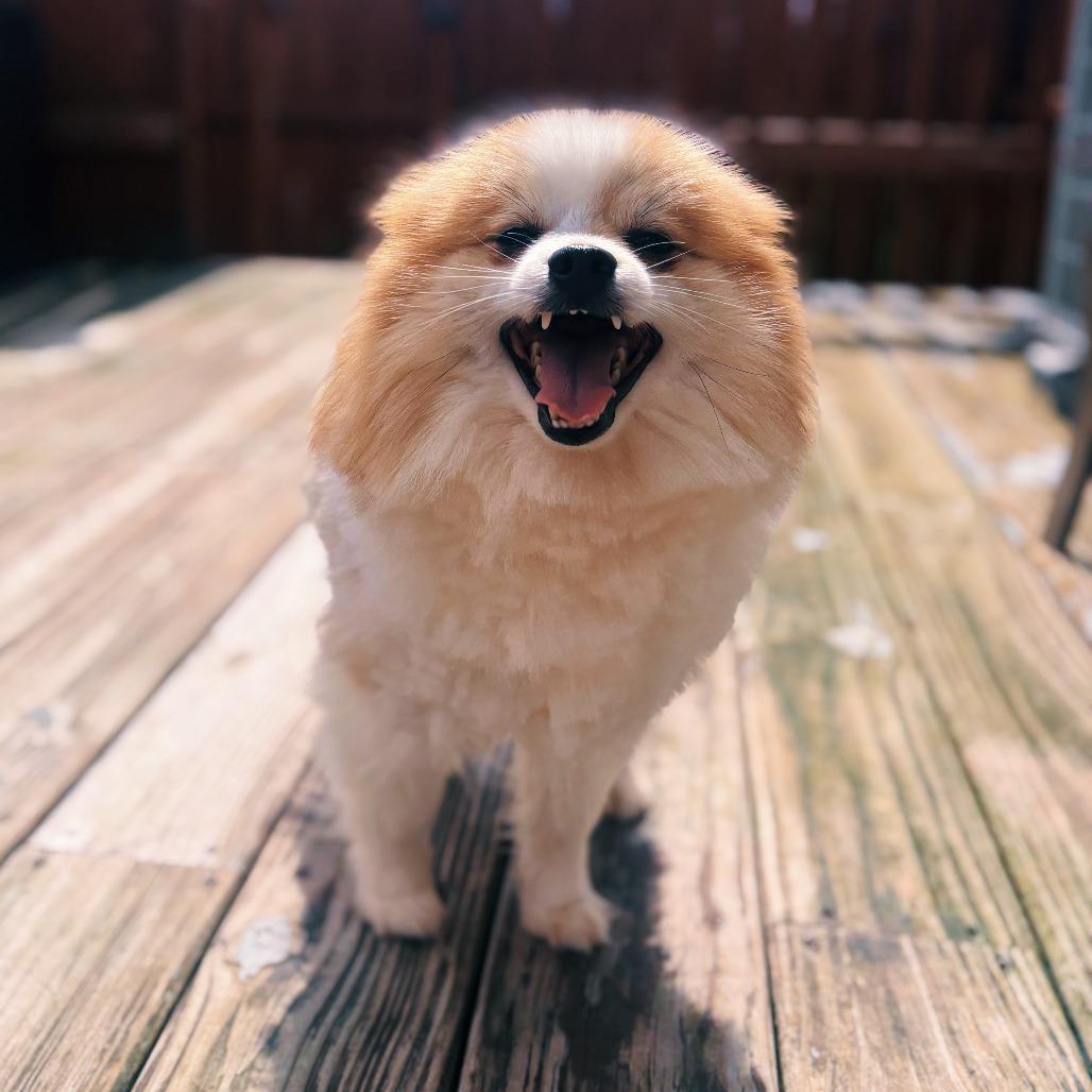 Calvin, Adoptable, Adult Male Pomeranian.