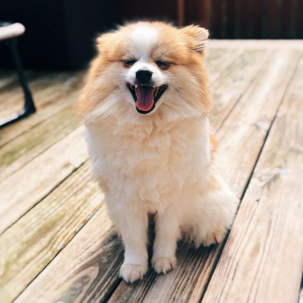 Enlarge Calvin, a Adoptable Pomeranian in Cincinnati, OH image 2/4