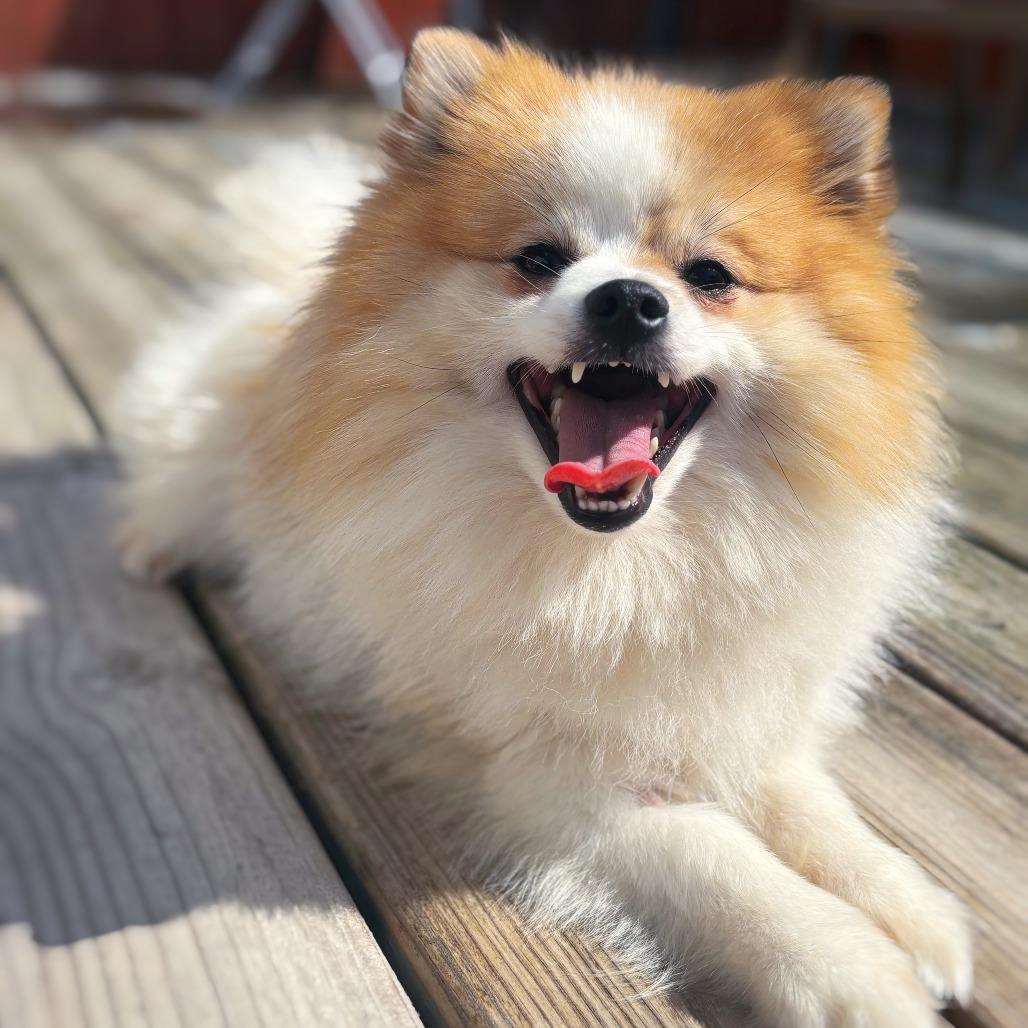 Enlarge Calvin, a Adoptable Pomeranian in Cincinnati, OH image 3/6
