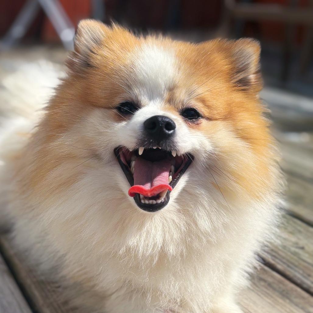Enlarge Calvin, a Adoptable Pomeranian in Cincinnati, OH image 4/6