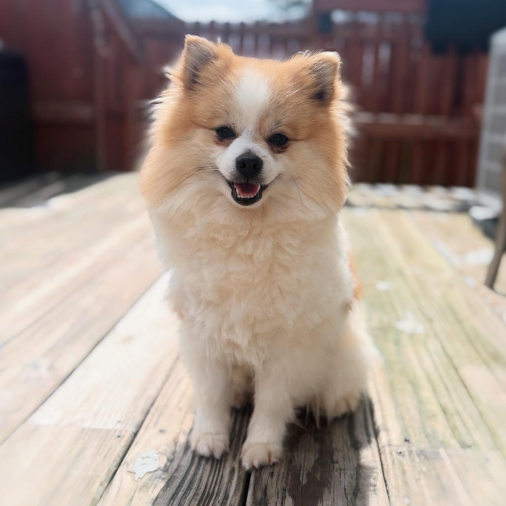 Enlarge Calvin, a Adoptable Pomeranian in Cincinnati, OH image 3/4