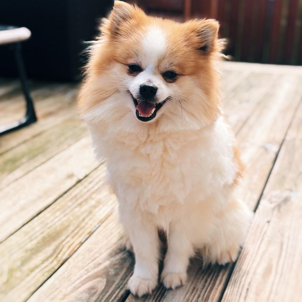 Enlarge Calvin, a Adoptable Pomeranian in Cincinnati, OH image 4/4