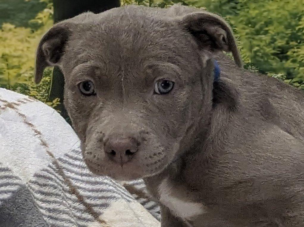 Enlarge Caterina, an adopted mixed breed in Monroe, WA image 1/6