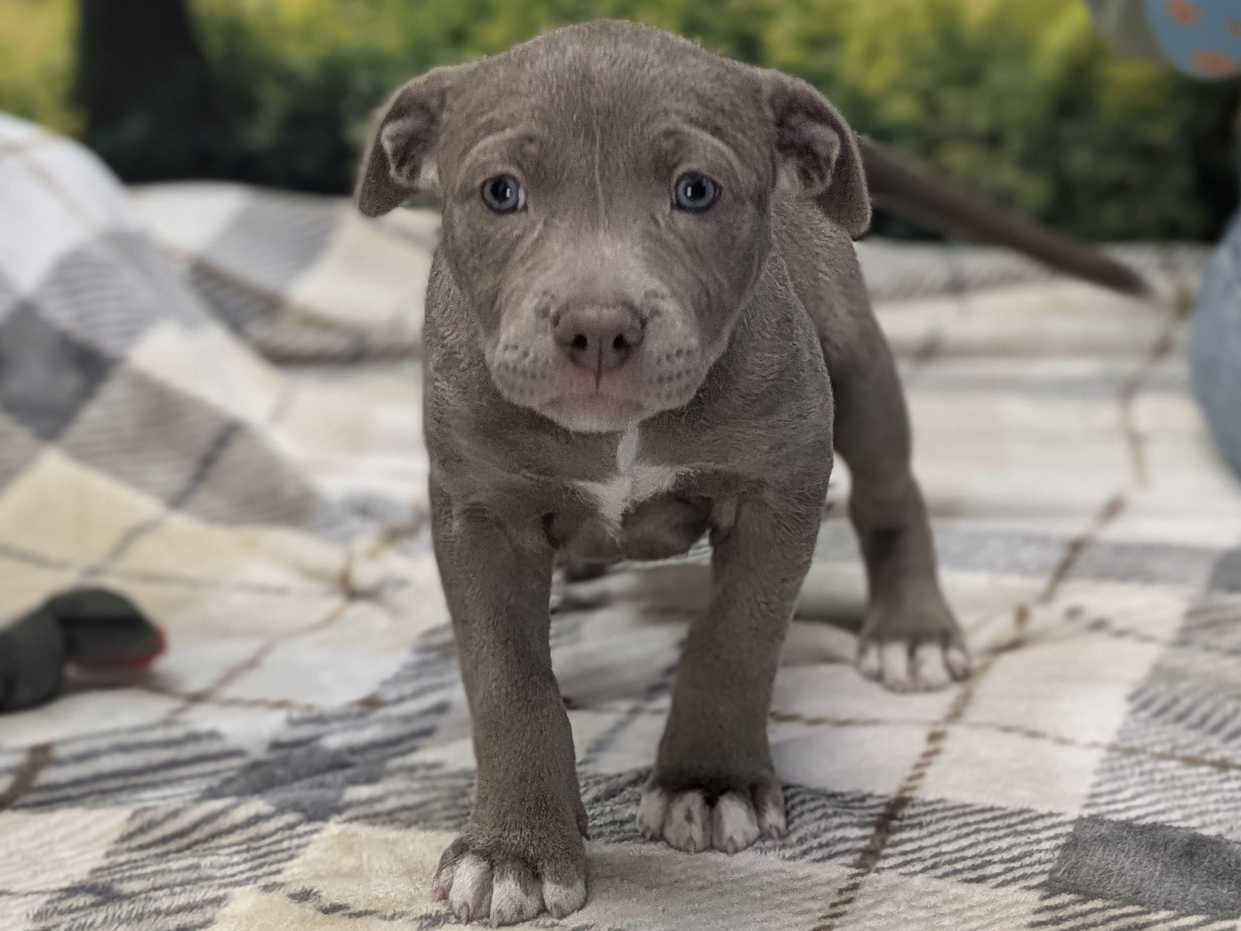 Enlarge Caterina, an adopted mixed breed in Monroe, WA image 2/6