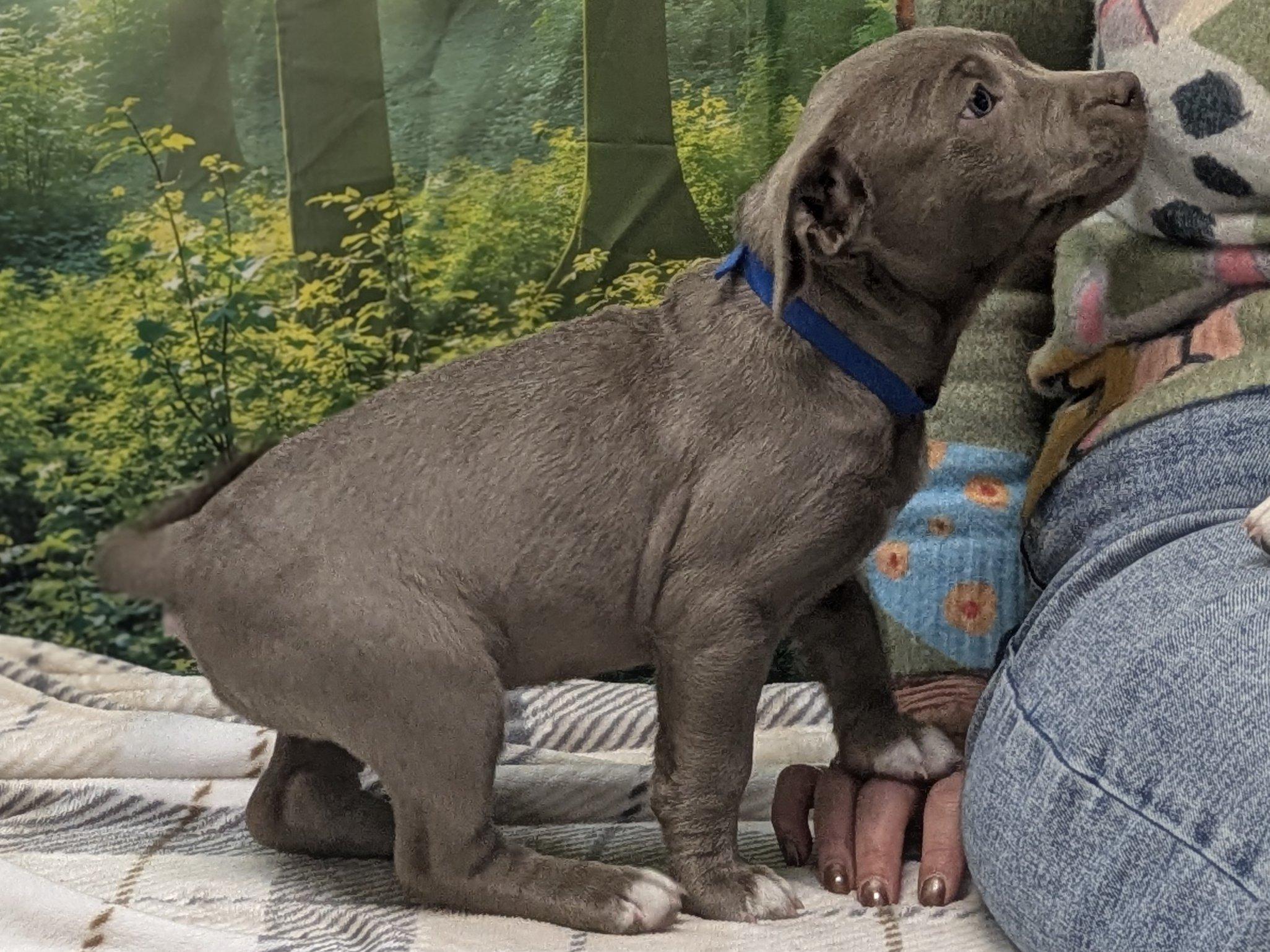 Enlarge Caterina, an adopted mixed breed in Monroe, WA image 5/6