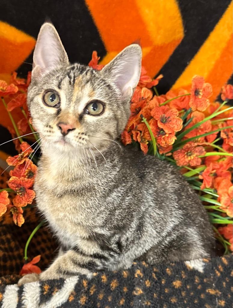 5/28/26 Naan, Adoptable, Kitten Female Domestic Short Hair.