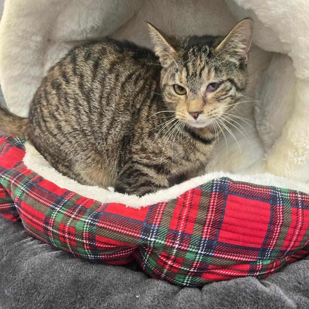 Sparkler, Adoptable, Adult Female Domestic Short Hair.