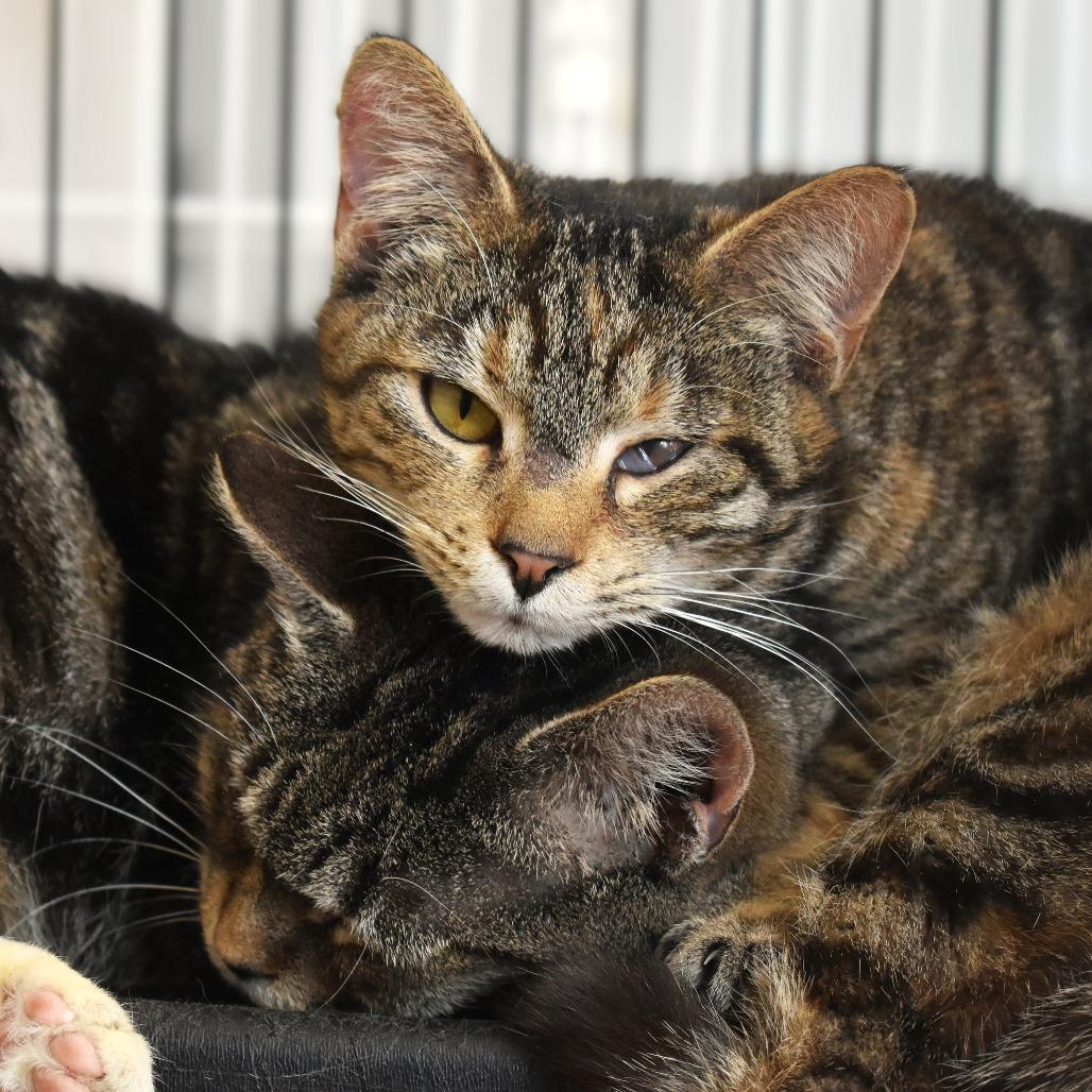 Enlarge Sparkler, a Adoptable Domestic Short Hair in Waynesboro, PA image 2/3