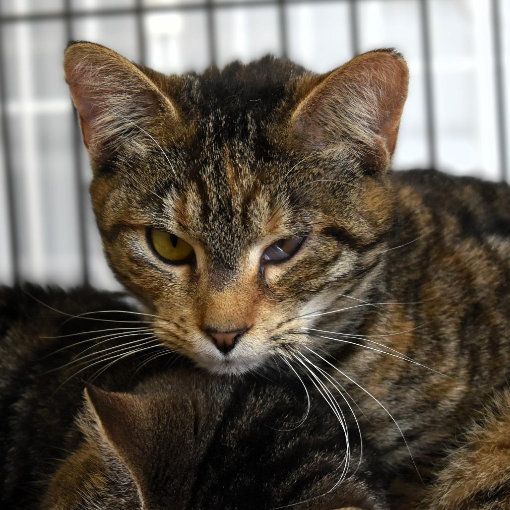 Enlarge Sparkler, a Adoptable Domestic Short Hair in Waynesboro, PA image 3/3