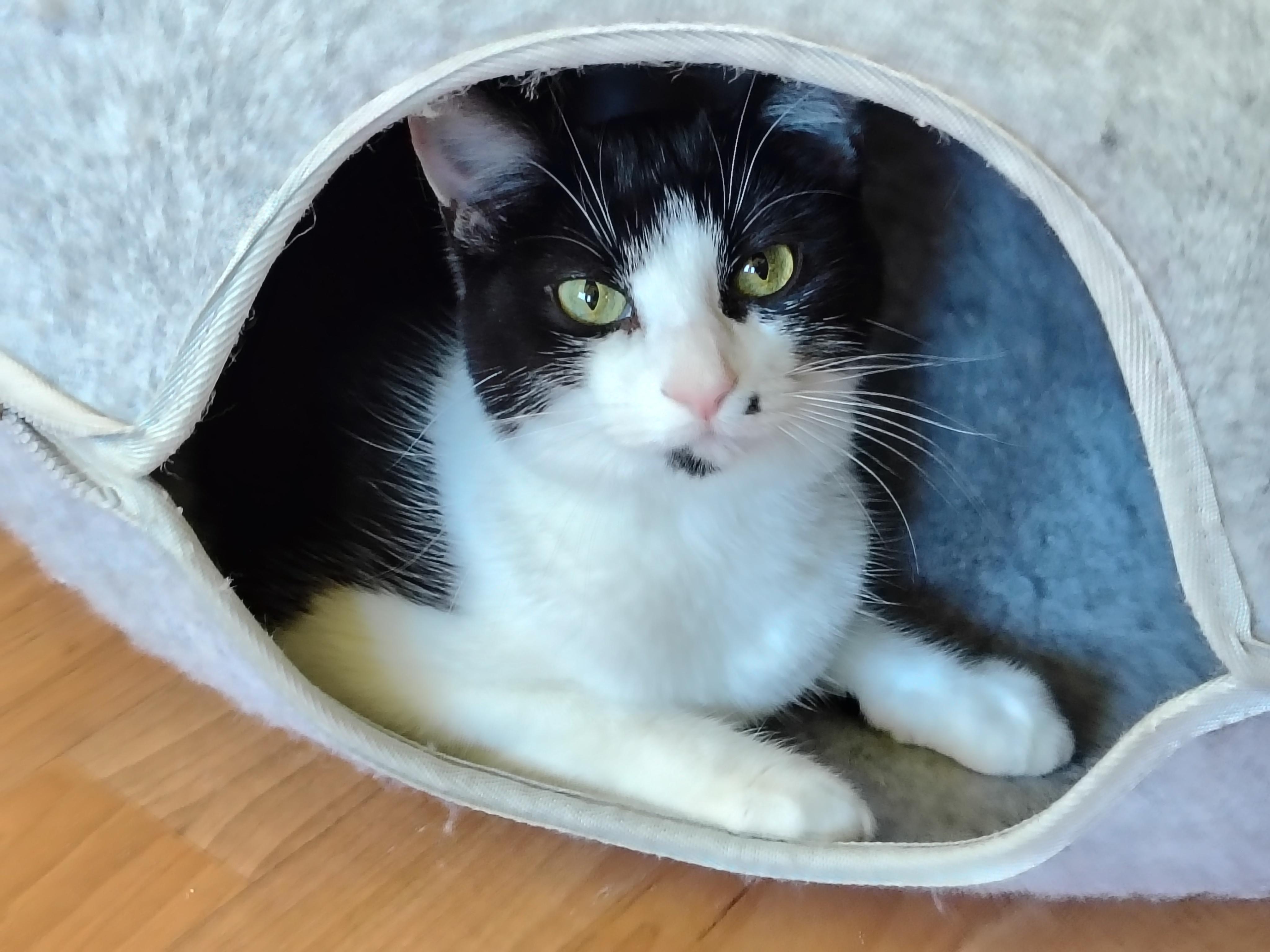 Dot, a ADOPTABLE mixed breed in Montour Falls, NY image 3/3