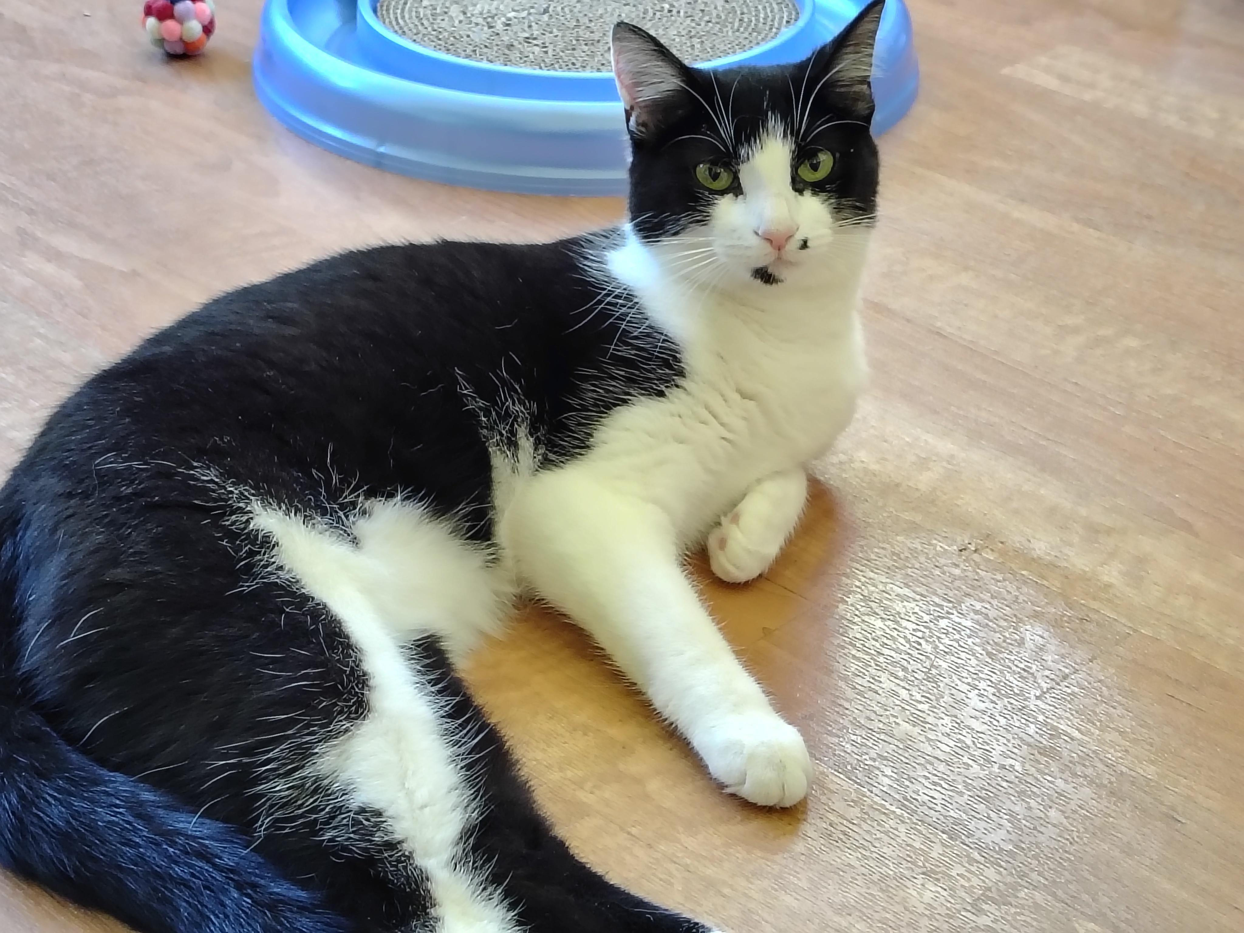 Dot, a ADOPTABLE mixed breed in Montour Falls, NY image 2/3