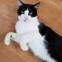 Dot, ADOPTABLE, Young Female Tuxedo & Domestic Short Hair.