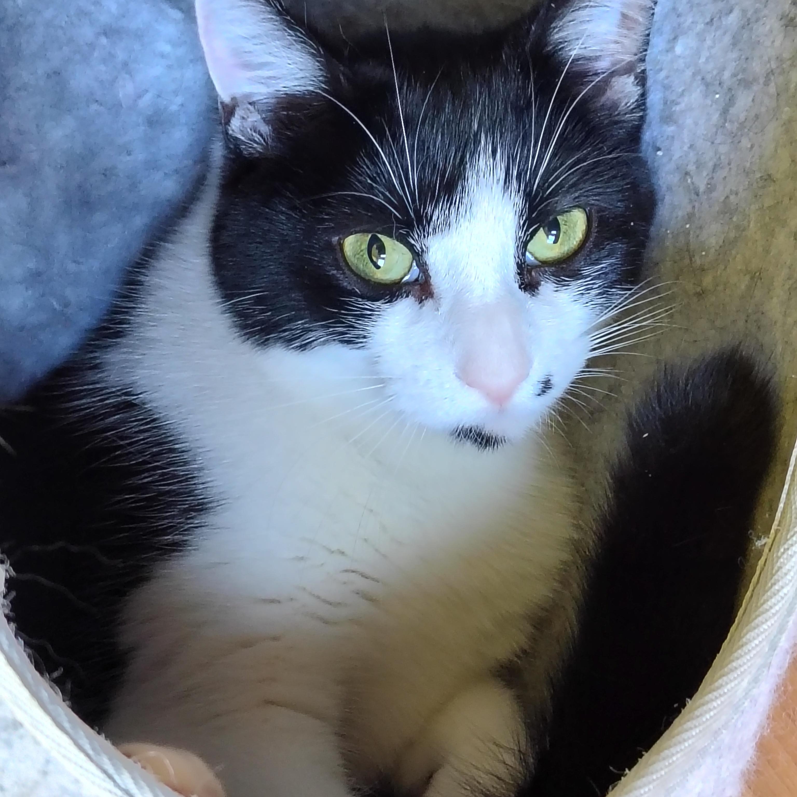 Dot, a ADOPTABLE mixed breed in Montour Falls, NY image 1/3