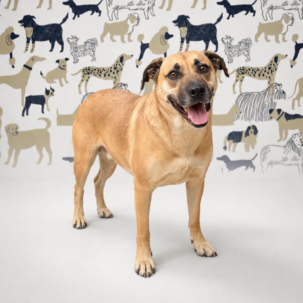 Enlarge Amberlyn, a Adoptable mixed breed in Morganton, NC image 2/4