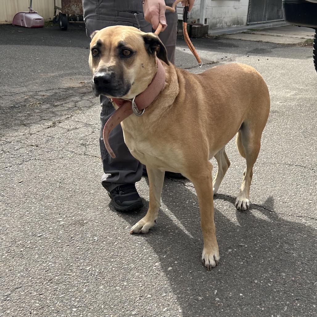 Amberlyn, a Adoptable mixed breed in Morganton, NC image 2/2