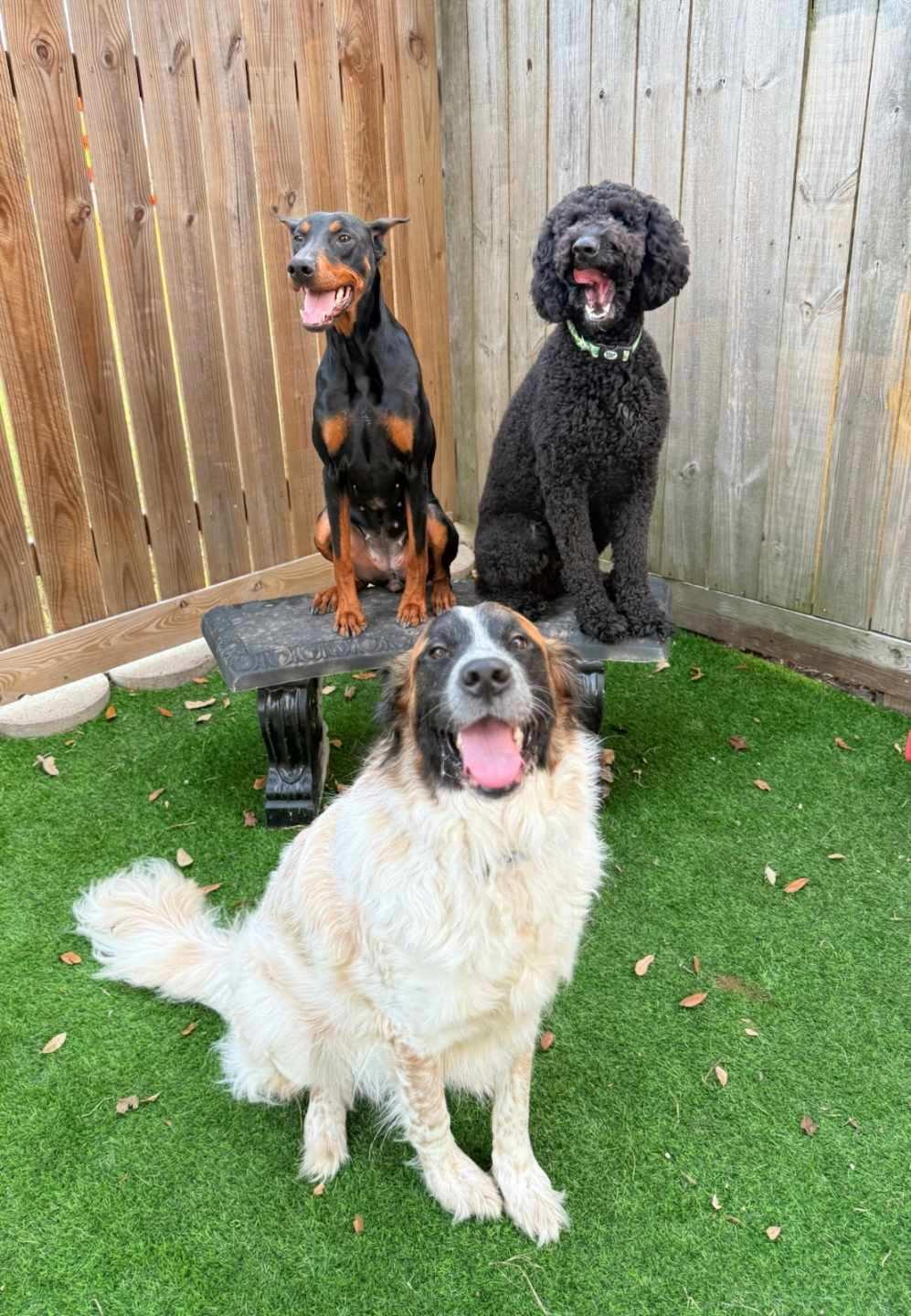 Scarlett, a Adoptable Saint Bernard in Magnolia, TX image 3/5