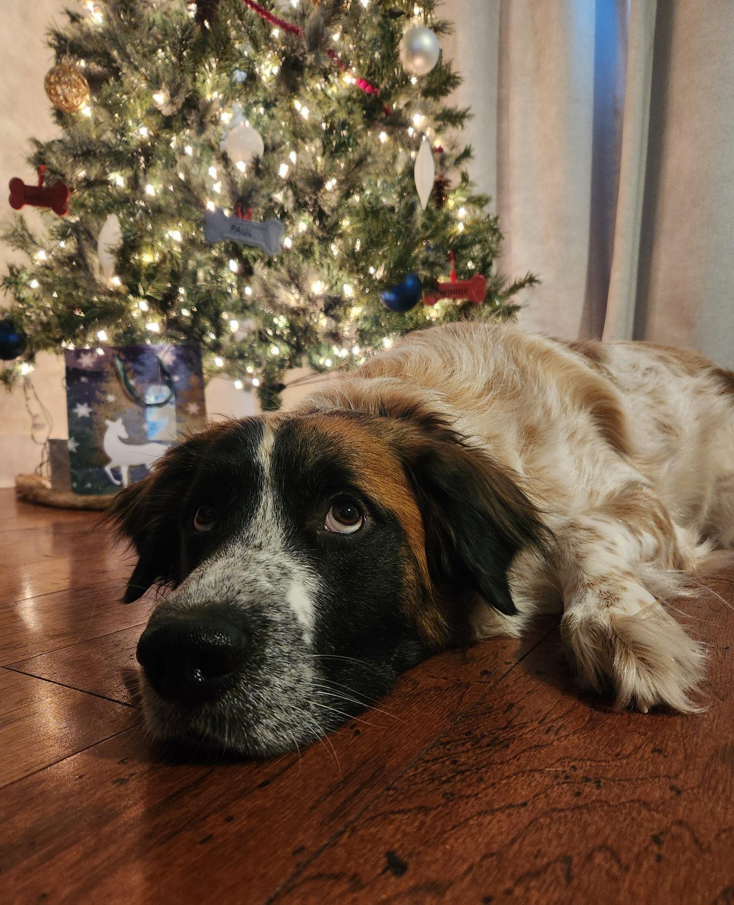 Scarlett, a Adoptable Saint Bernard in Magnolia, TX image 5/5