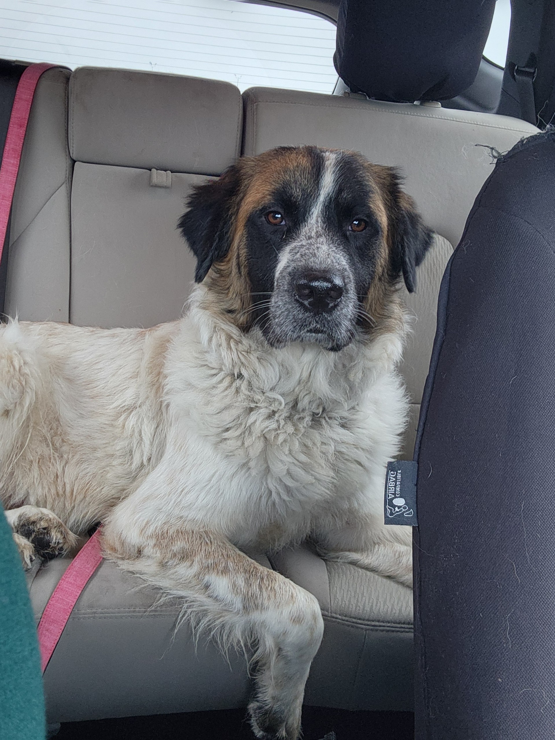 Scarlett, a Adoptable Saint Bernard in Magnolia, TX image 2/5