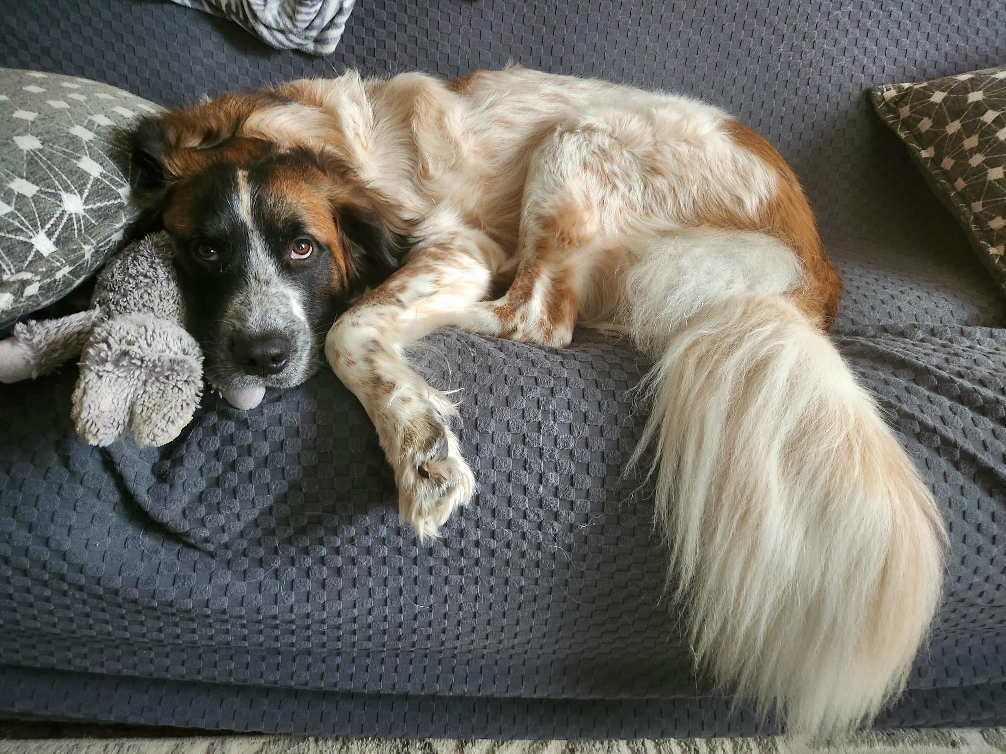 Scarlett, a Adoptable Saint Bernard in Magnolia, TX image 1/5