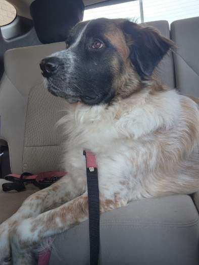 Scarlett, a Adoptable Saint Bernard in Magnolia, TX image 4/5