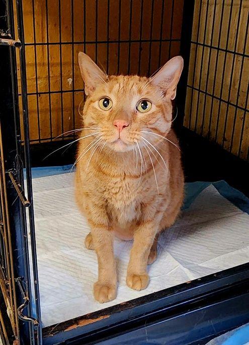 Mechu, Adoptable, Adult Male Tabby.