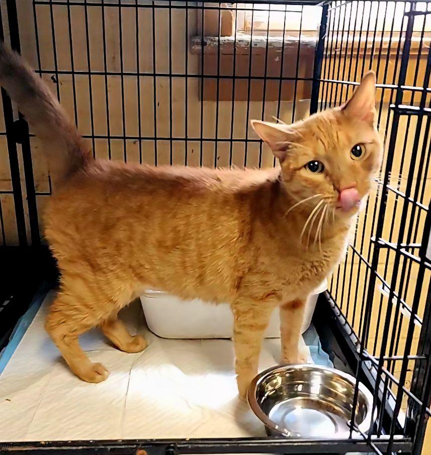 Mechu, a Adoptable Tabby in Perth Amboy, NJ image 2/3