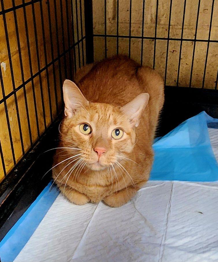 Mechu, a Adoptable Tabby in Perth Amboy, NJ image 3/3