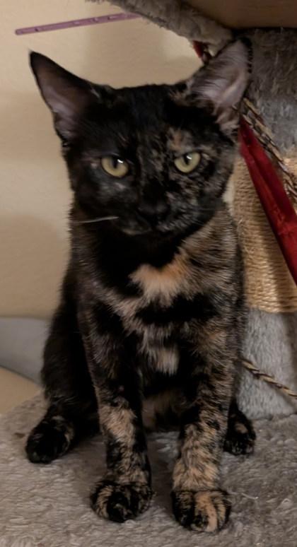 Cinnamon, Adoptable, Kitten Female Domestic Short Hair & Domestic Short Hair.