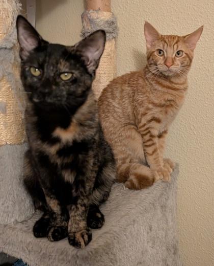 Enlarge Cinnamon, a Adoptable mixed breed in Hillsboro, OR image 3/3