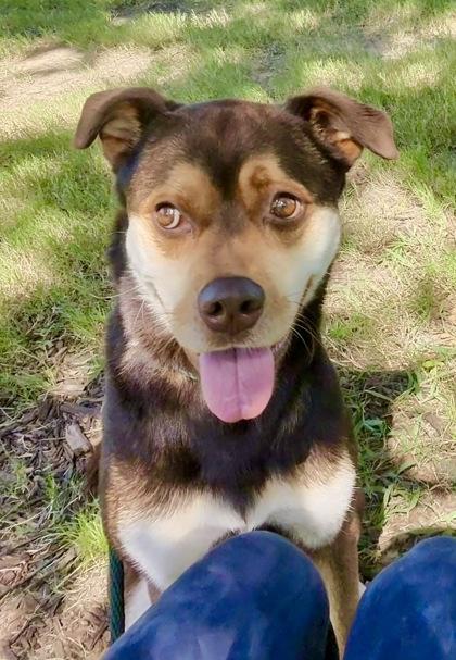 Betzy, Adoptable, Adult Female Mixed Breed & Mixed Breed.