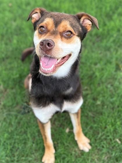 Betzy, a Adoptable mixed breed in Fort Worth, TX image 2/3