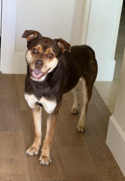 Betzy, a Adoptable mixed breed in Fort Worth, TX image 3/3