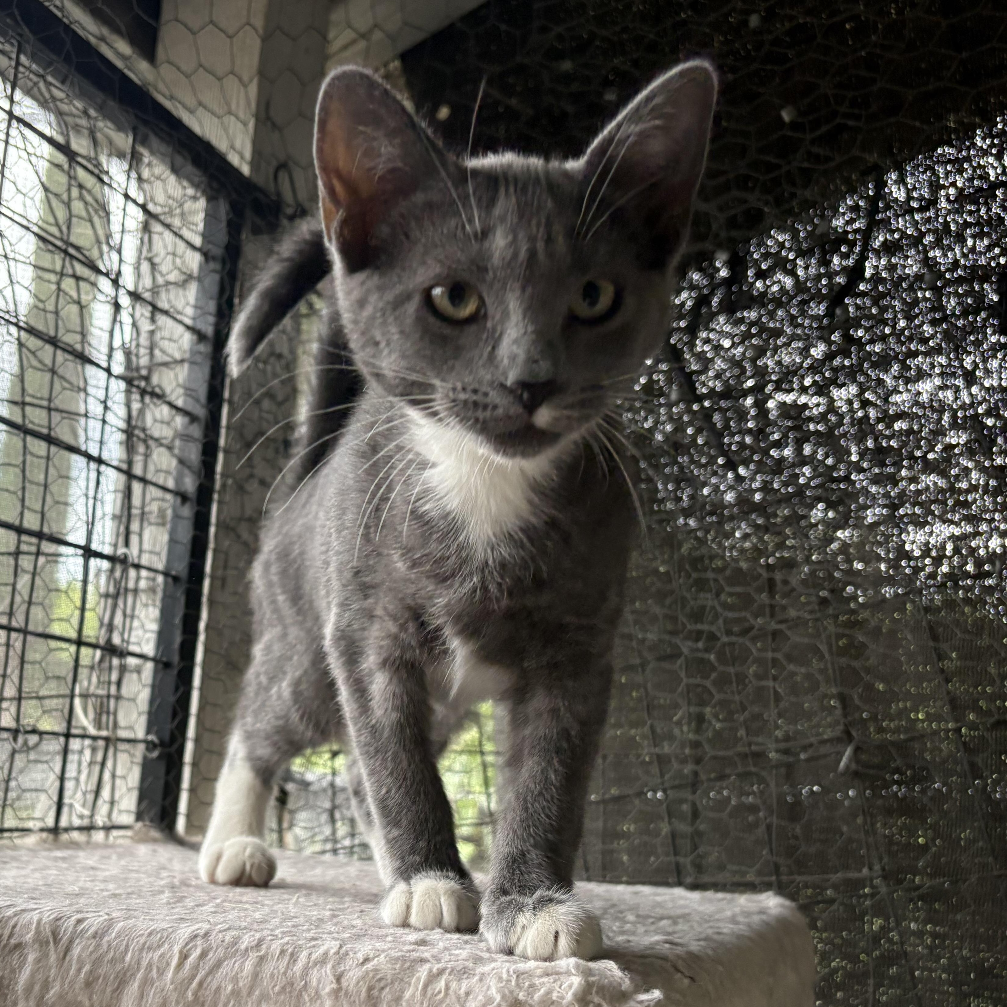 Chickpea, a Adoptable Domestic Short Hair in La Canada, CA image 2/3