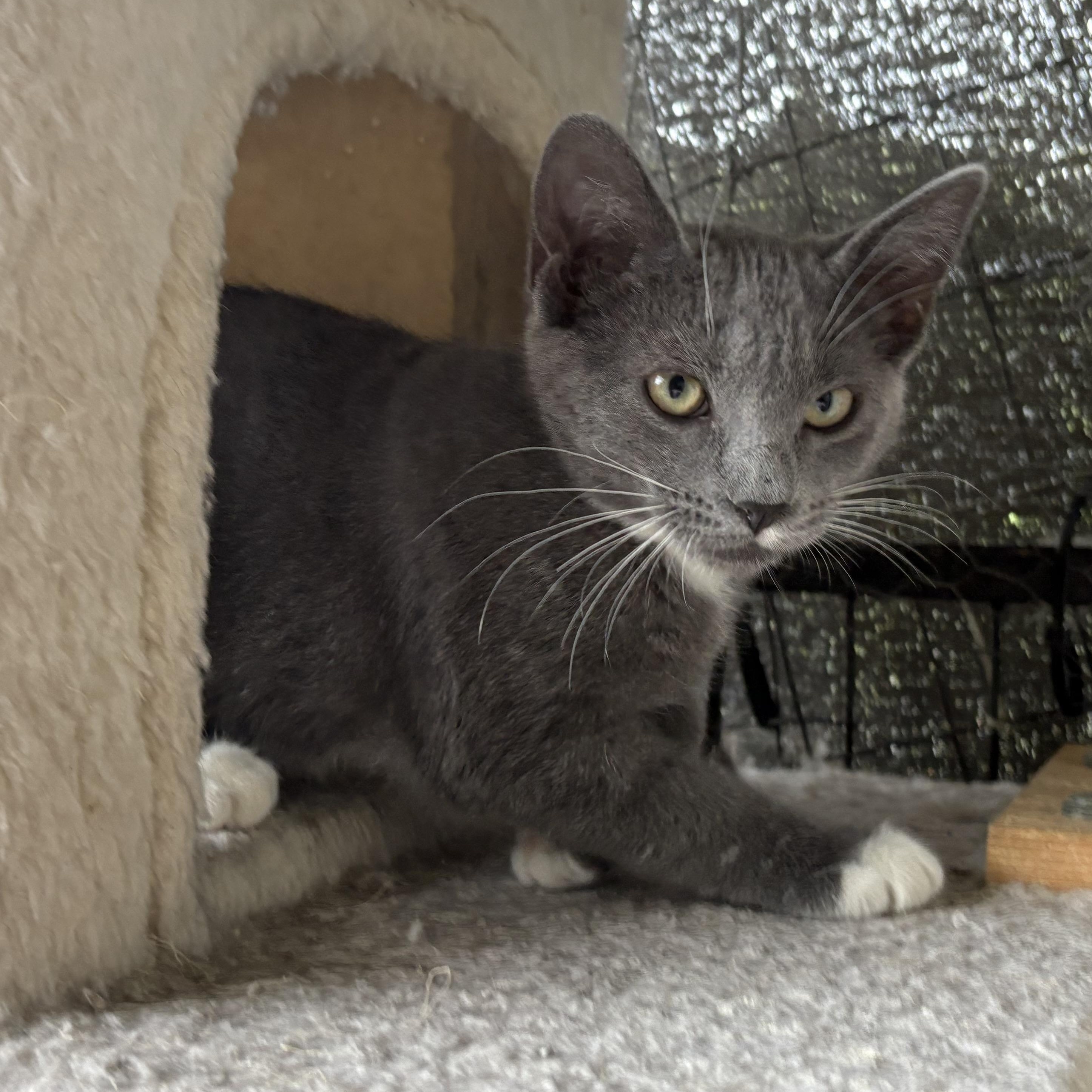 Chickpea, a Adoptable Domestic Short Hair in La Canada, CA image 3/3