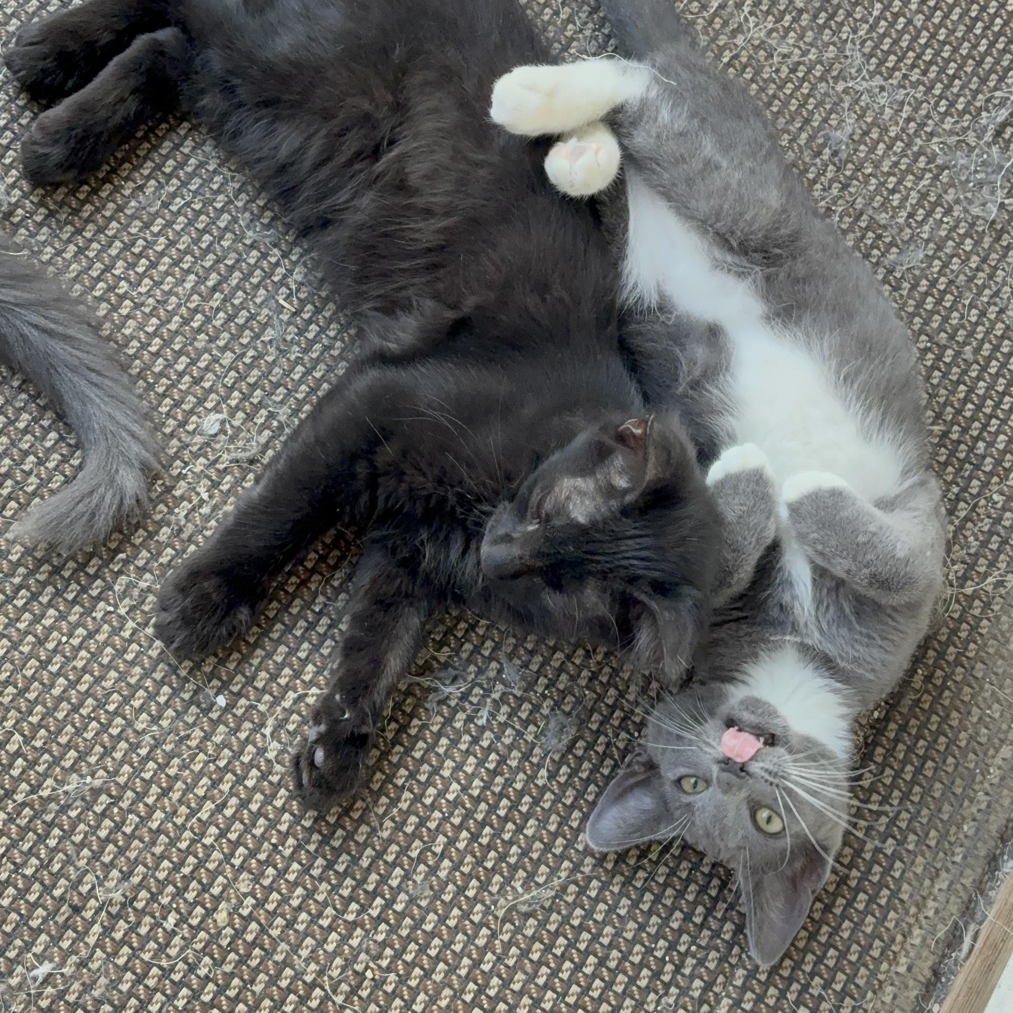 Chickpea, a Adoptable Domestic Short Hair in La Canada, CA image 4/4