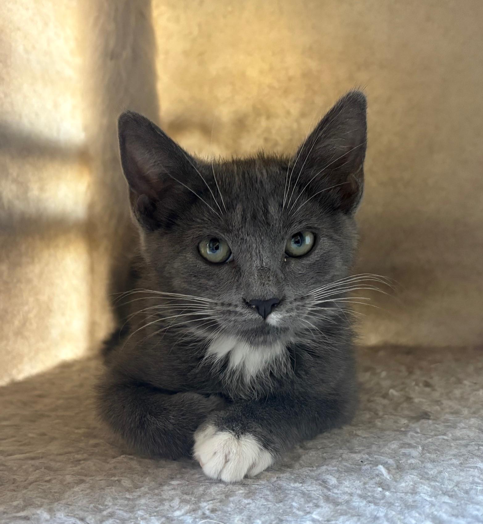 Chickpea, Adoptable, Kitten Female Domestic Short Hair.