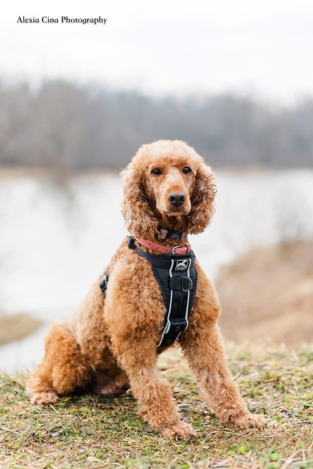 Enlarge Abigail, a ADOPTABLE mixed breed in Drumbo, ON image 2/4
