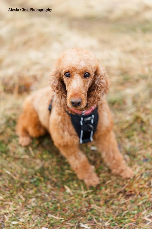 Enlarge Abigail, a ADOPTABLE mixed breed in Drumbo, ON image 1/4