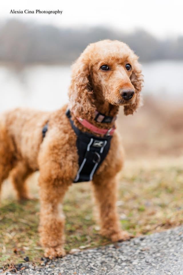 Enlarge Abigail, a ADOPTABLE mixed breed in Drumbo, ON image 4/4