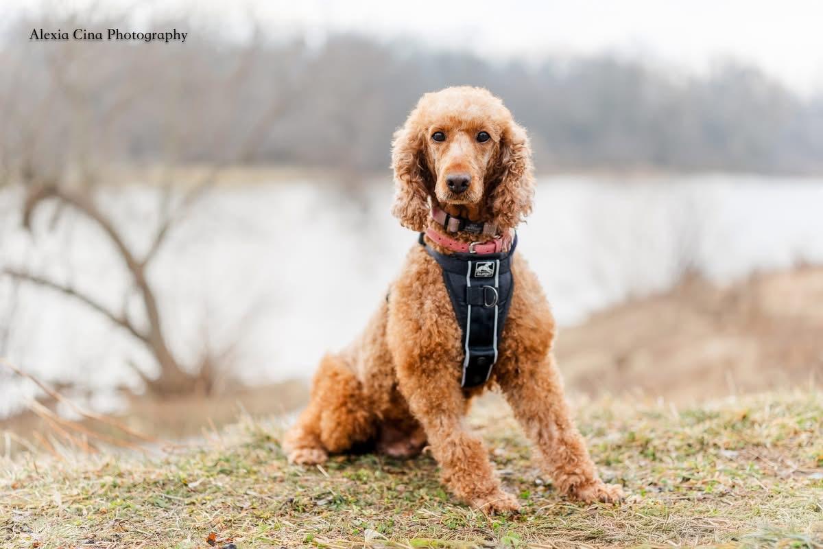 Enlarge Abigail, a ADOPTABLE mixed breed in Drumbo, ON image 3/4