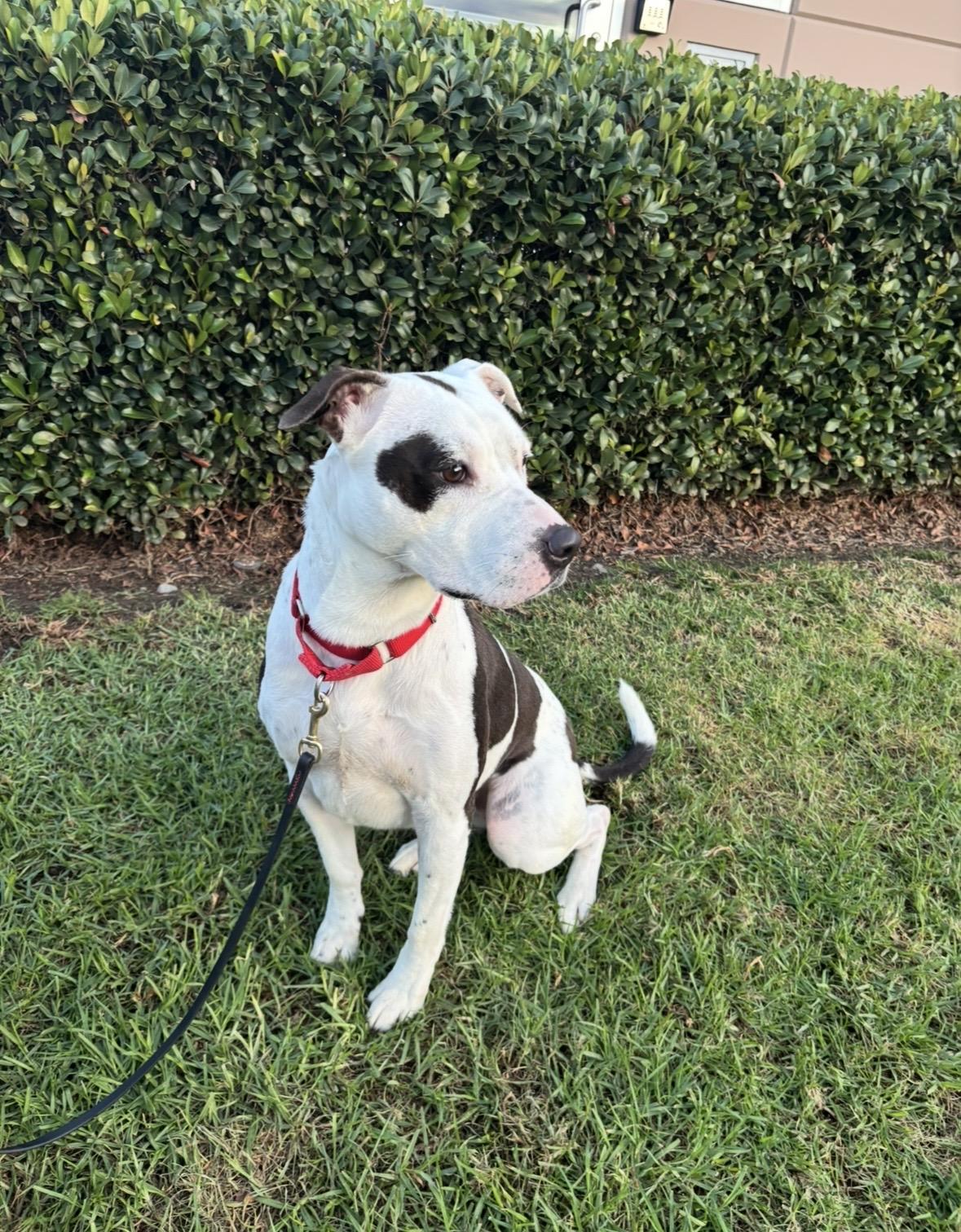 Lucy, a Adoptable mixed breed in Rancho Santa Margarita, CA image 1/3