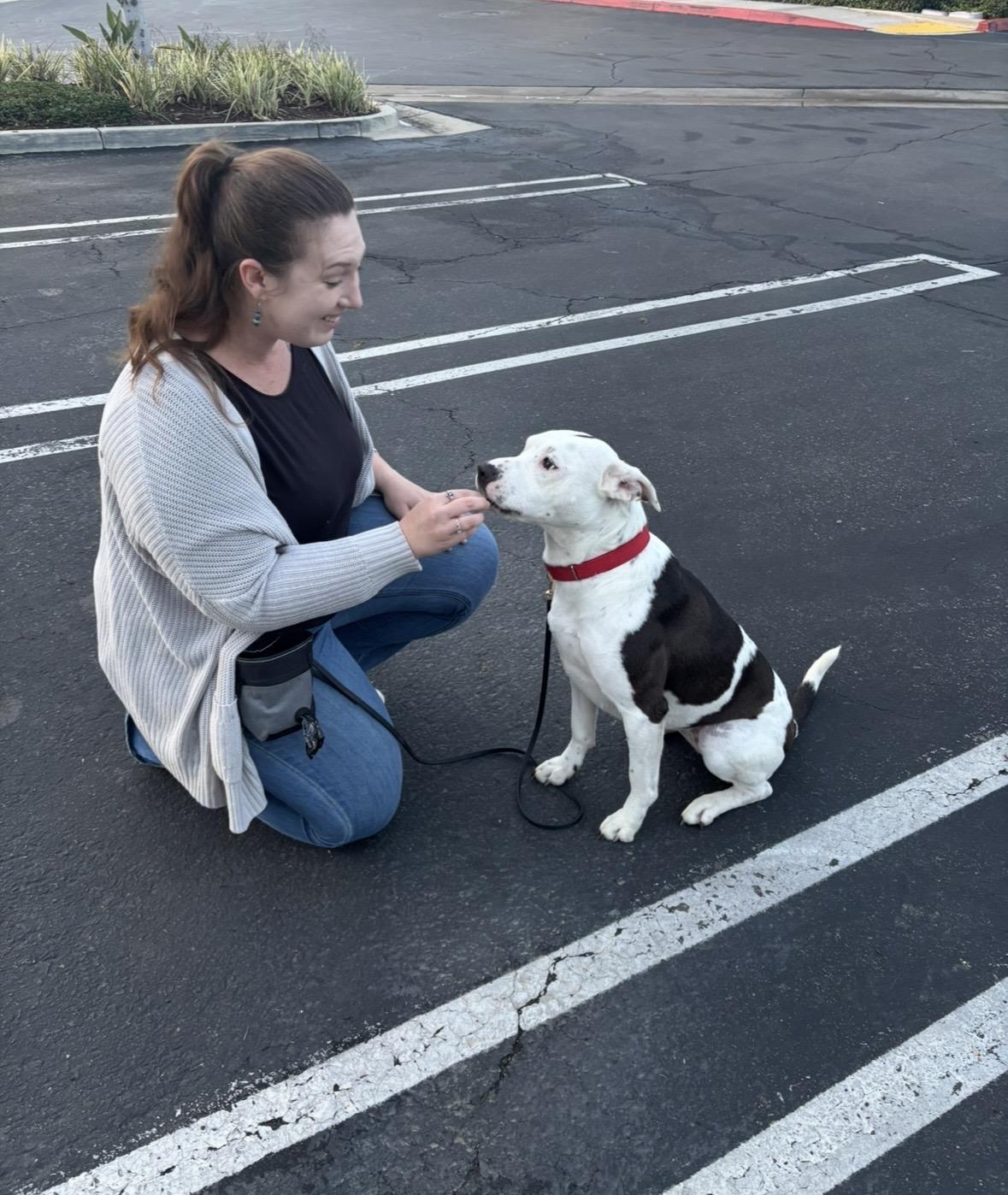 Lucy, a Adoptable mixed breed in Rancho Santa Margarita, CA image 2/3
