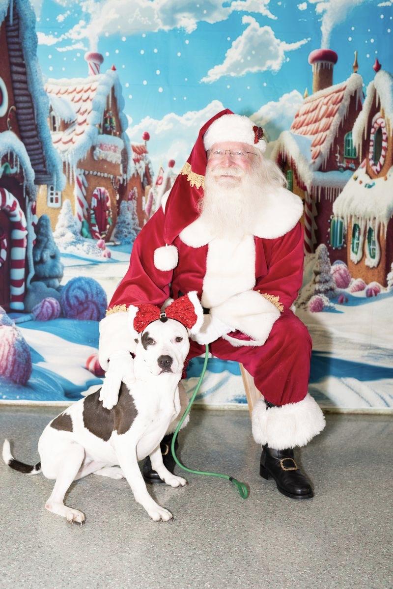 Lucy, Adoptable, Adult Female Pit Bull Terrier.