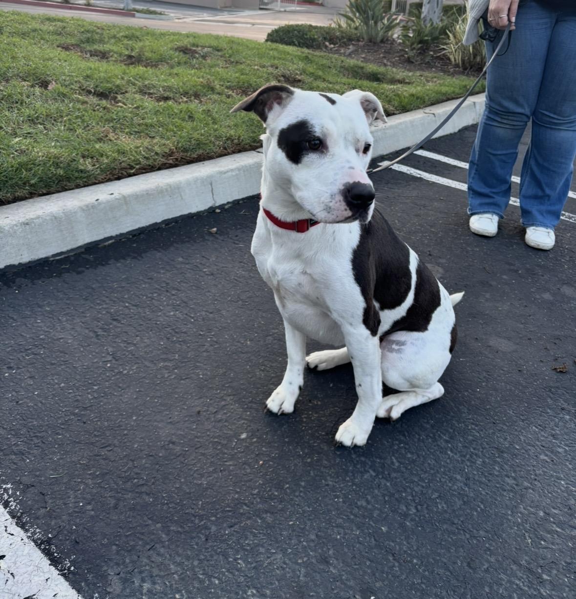 Lucy, a Adoptable mixed breed in Rancho Santa Margarita, CA image 3/3