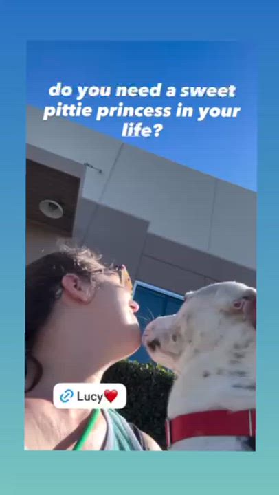 Enlarge Lucy, a Adoptable mixed breed in Rancho Santa Margarita, CA video 5/6