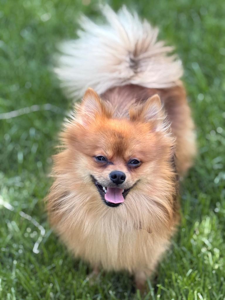 Leo, Adopted, Young Male Pomeranian.