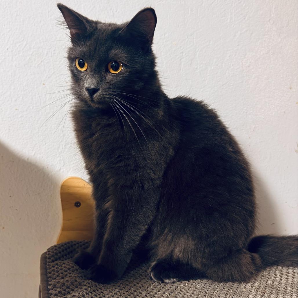 Liberty, Adoptable, Young Female Domestic Medium Hair.