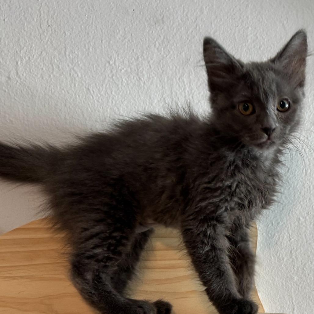 Enlarge Liberty, a Adoptable Domestic Medium Hair in Pleasanton, CA image 2/3