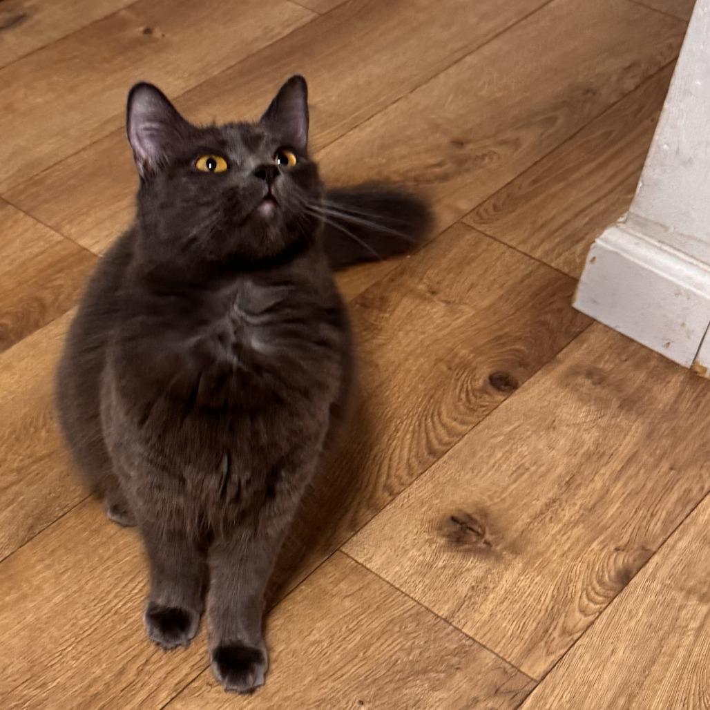 Enlarge Liberty, a Adoptable Domestic Medium Hair in Pleasanton, CA image 3/3