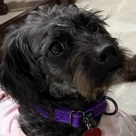 Enlarge Oreo, a Adoptable mixed breed in Boca Raton, FL image 5/6